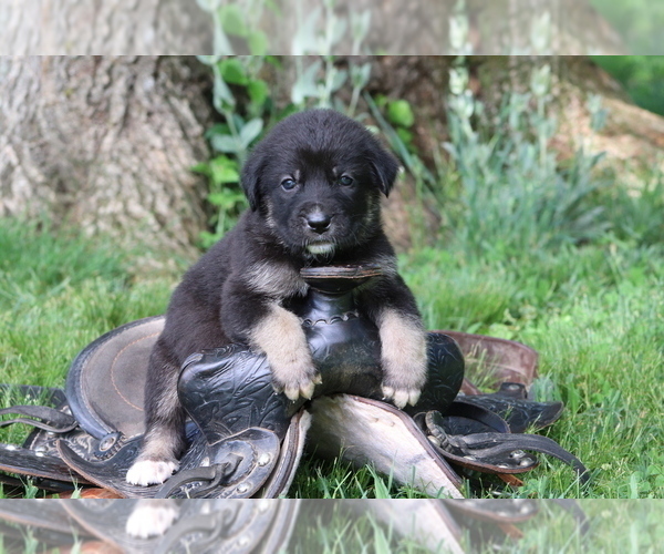 Medium Photo #4 Spanish Mastiff Puppy For Sale in DRYDEN, VA, USA