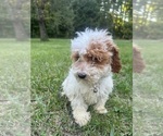 Small Photo #26 Poodle (Miniature) Puppy For Sale in DURHAM, CT, USA