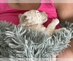 Small Photo #5 Poodle (Standard) Puppy For Sale in PLYMOUTH, IN, USA