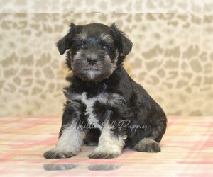 Schnauzer (Miniature) Puppy for sale in DENVER, PA, USA