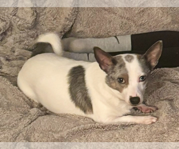 Medium Photo #1 Chiweenie Puppy For Sale in BURLINGTON TOWNSHIP, PA, USA