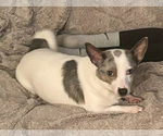 Small Photo #1 Chiweenie Puppy For Sale in BURLINGTON TOWNSHIP, PA, USA