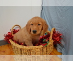 Puppy Ajax Golden Retriever