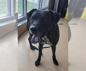 Boxador Dogs for adoption in San Antonio, TX, USA
