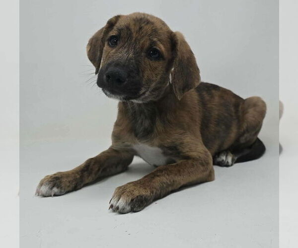 Medium Photo #1 Labrador Retriever-Plott Hound Mix Puppy For Sale in Brewster, NY, USA