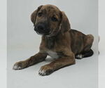 Small Labrador Retriever-Plott Hound Mix