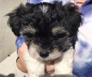Mal-Shi Puppy for sale in PORT SAINT LUCIE, FL, USA