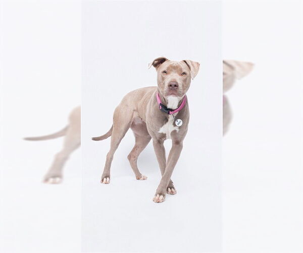 Medium Photo #2 Mutt Puppy For Sale in Forestville, MD, USA