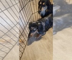 Small Photo #1 Dachshund Puppy For Sale in BLAIRSVILLE, PA, USA
