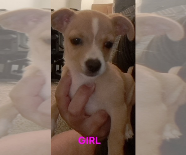 Medium Photo #1 Chiweenie-Shih Tzu Mix Puppy For Sale in WARWICK, RI, USA