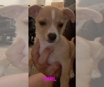 Puppy Daisy Mae Chiweenie-Shih Tzu Mix