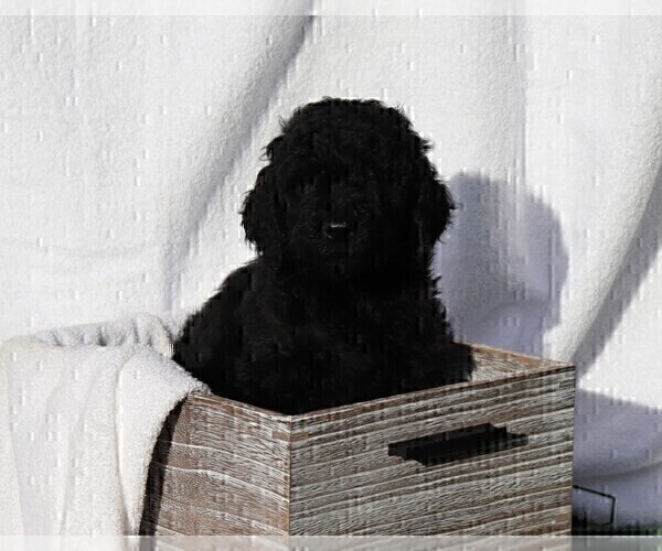 Medium Photo #2 Poodle (Standard) Puppy For Sale in LAKE CITY, FL, USA