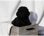 Small Photo #2 Poodle (Standard) Puppy For Sale in LAKE CITY, FL, USA