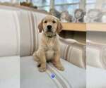 Puppy Blue Boy Golden Retriever