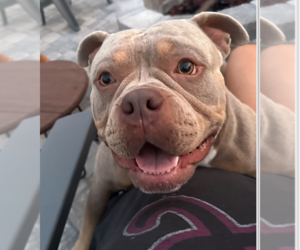 American Bulldog-Unknown Mix Dogs for adoption in Decatur, GA, USA