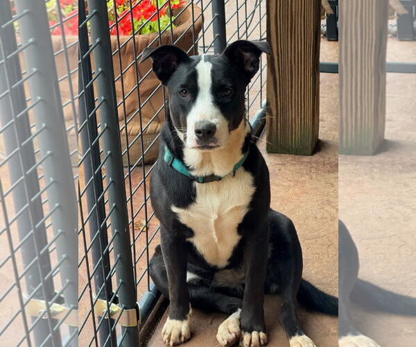 Medium Photo #4 Border Collie-Unknown Mix Puppy For Sale in Winter Park, CO, USA