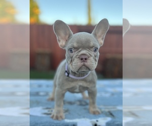 French Bulldog Puppy for sale in SACRAMENTO, CA, USA