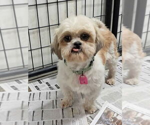 Shih Tzu Dogs for adoption in Mukwonago, WI, USA