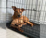 Small #2 Carolina Dog Mix