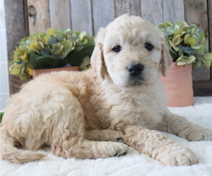 Goldendoodle Puppy for sale in HONEY BROOK, PA, USA