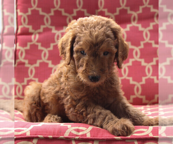 Medium Photo #4 Goldendoodle-Poodle (Standard) Mix Puppy For Sale in PARADISE, PA, USA