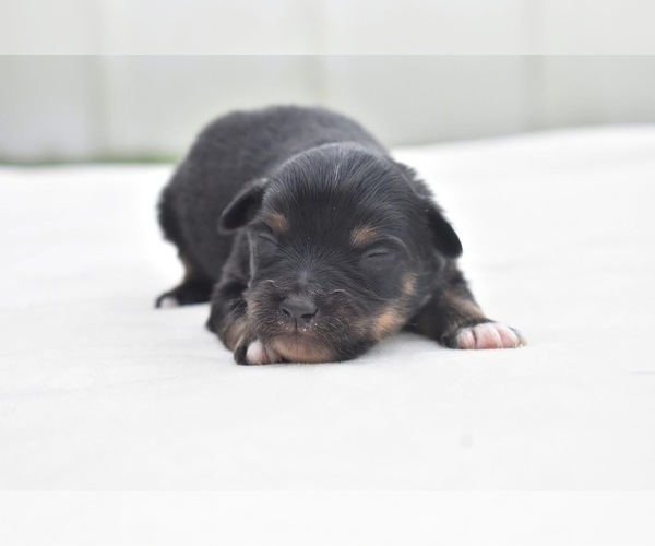 Medium Photo #3 Miniature Australian Shepherd Puppy For Sale in PALM COAST, FL, USA