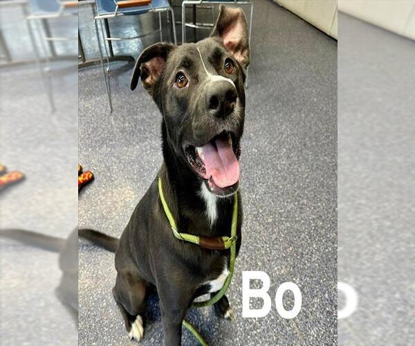 Medium Photo #2 American Pit Bull Terrier-Unknown Mix Puppy For Sale in Anchorage, AK, USA