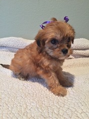 Shorkie Tzu Puppy for sale in LEAD HILL, AR, USA