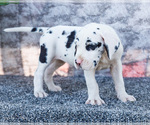 Small #2 Great Dane