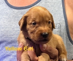 Medium Golden Retriever