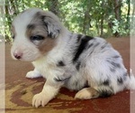 Puppy 1 Australian Shepherd
