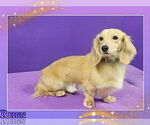 Small Photo #1 Dachshund Puppy For Sale in OCALA, FL, USA