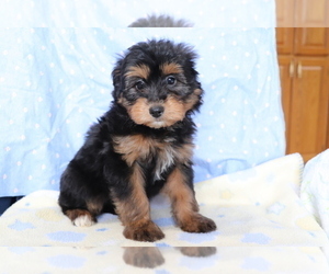 Aussie-Poo Puppy for sale in SHILOH, OH, USA