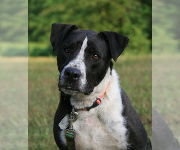 Medium Photo #3 Great Dane-Pointer Mix Puppy For Sale in Attalka, AL, USA