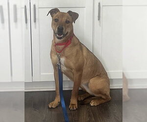 Rhodesian Ridgeback-Unknown Mix Dogs for adoption in Lake Wylie, SC, USA