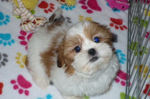Medium Photo #1 Shih Tzu Puppy For Sale in TUCSON, AZ, USA