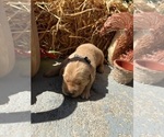 AKC Golden Retr - Male Golden Retriever Puppy for Sale - Photo #6