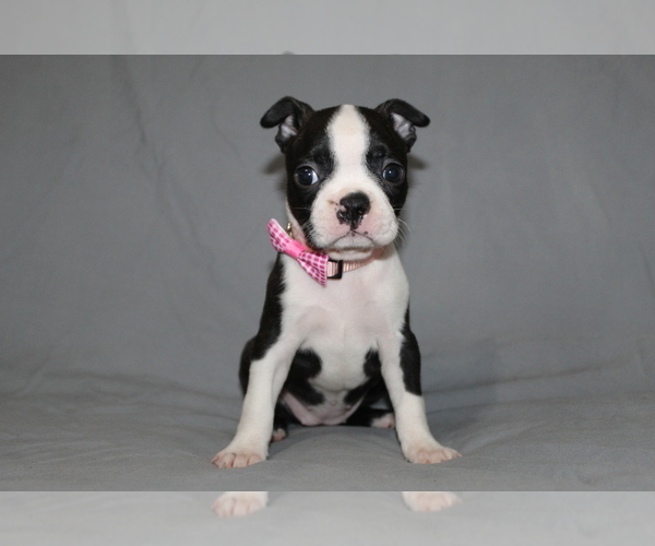 Medium Photo #4 Boston Terrier Puppy For Sale in BROOKSVILLE, FL, USA