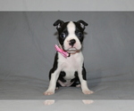 Small #3 Boston Terrier