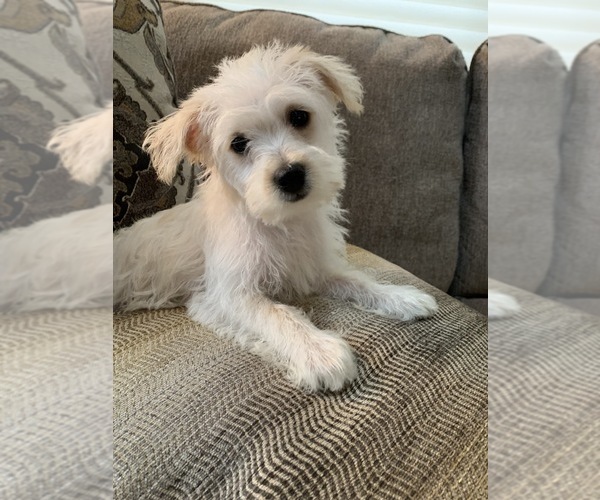 Medium Photo #5 Poodle (Toy)-West Highland White Terrier Mix Puppy For Sale in RICHMOND, IL, USA