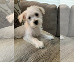 Small Photo #5 Poodle (Toy)-West Highland White Terrier Mix Puppy For Sale in RICHMOND, IL, USA