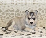 Small #1 Pomsky
