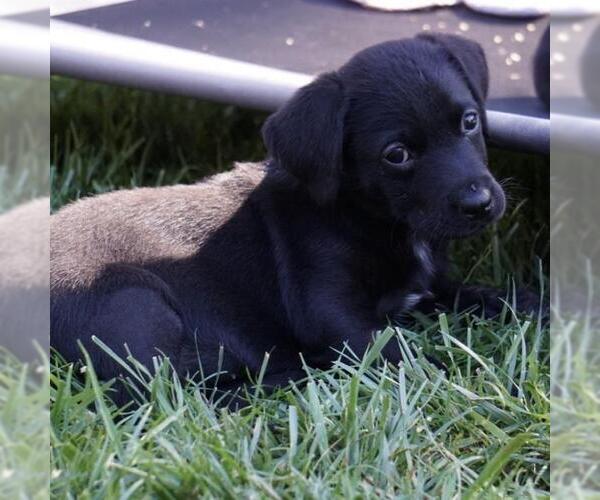 Medium Photo #3 Labrador Retriever-Unknown Mix Puppy For Sale in San Diego, CA, USA