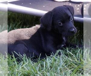 Huckleberry Finn Pup - Amy - Female Labrador Retriever-Unknown Mix Dog for Adoption - Photo #3