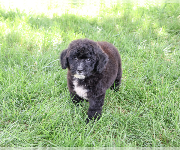 Medium Photo #1 Bernedoodle (Miniature)-Saint Berdoodle Mix Puppy For Sale in SYRACUSE, IN, USA