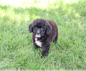 Bernedoodle (Miniature)-Saint Berdoodle Mix Puppy for sale in SYRACUSE, IN, USA
