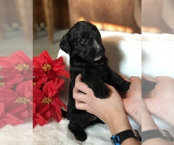 Medium Photo #2 Poodle (Miniature)-Unknown Mix Puppy For Sale in WOODBURY, TN, USA