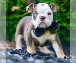 Bulldog Puppy for sale in WARSAW, IN, USA