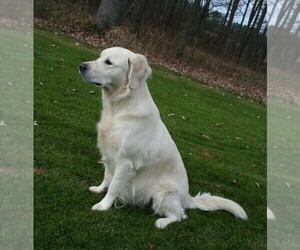 Mother of the English Cream Golden Retriever puppies born on 11/20/2025