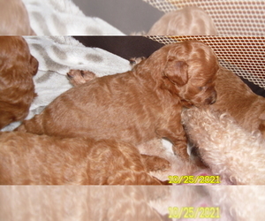 Poodle (Toy) Puppy for sale in DULUTH, GA, USA